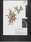 Foto von Salix alba L.